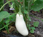 Casper Eggplant Seeds 50 White Eggplant