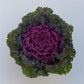 50 Flowering Kale Seeds Bright And Early Red