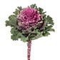 50 Flowering Kale Seeds Flowering Cabbage Empire Tekla F1 Hybrid