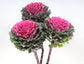 50 Flowering Kale Seeds Flowering Kale Lady First