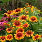 50 Gaillardia Seeds Gaillardia Mesa™ Bright Bicolor Blanket Flower