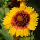 50 Gaillardia Seeds Gaillardia Mesa™ Bright Bicolor Blanket Flower