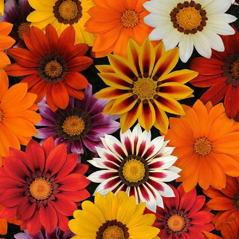 Gazania Seeds New Day Sunny Side Up Mix 50 Flower Seeds