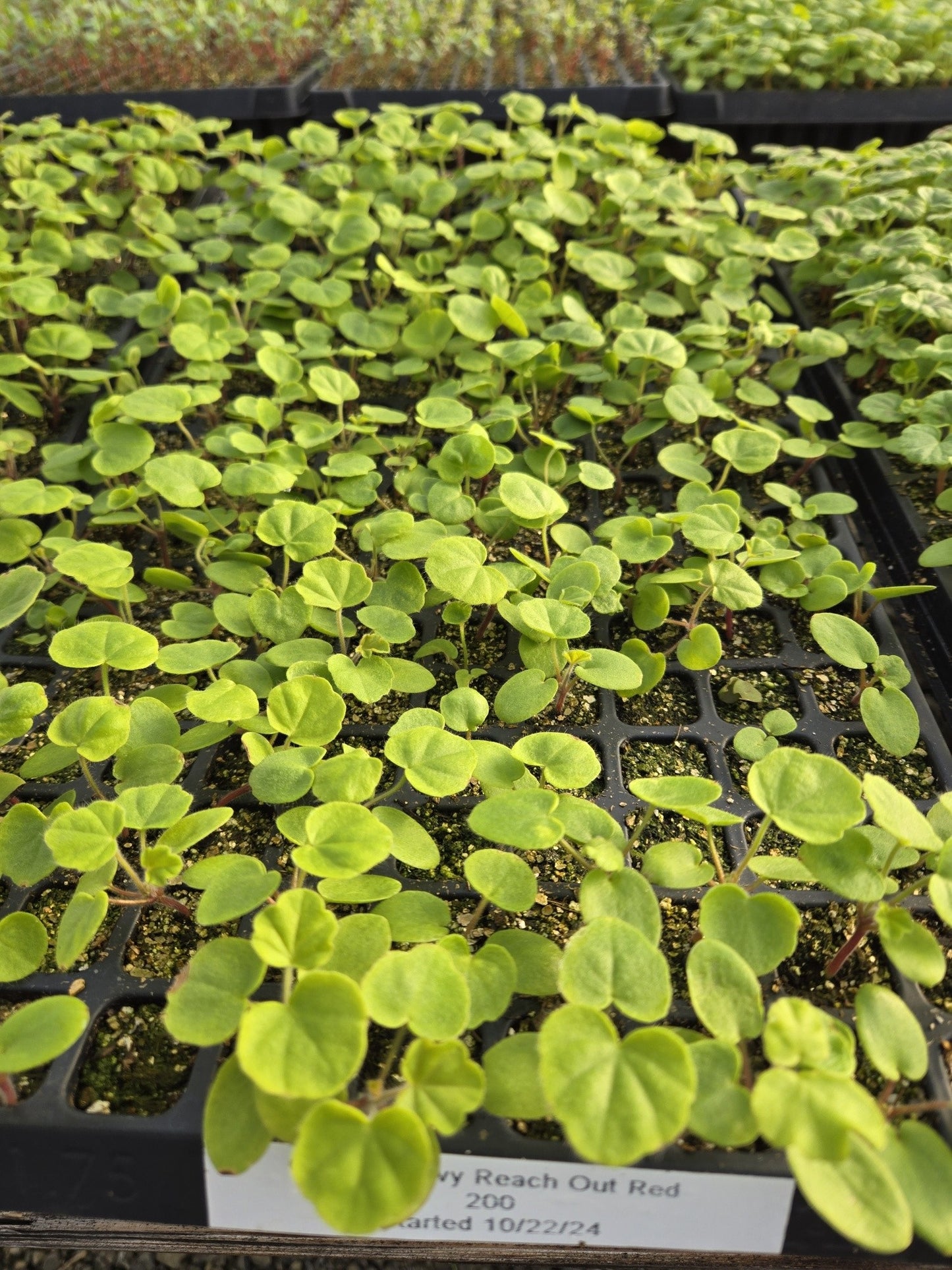 Reach Out Red Ivy Geranium Seeds 15 thru 50 Geranium Seeds