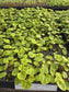 Ivy Geranium Seeds Reach Out Red 15 Trailing Geranium Seeds