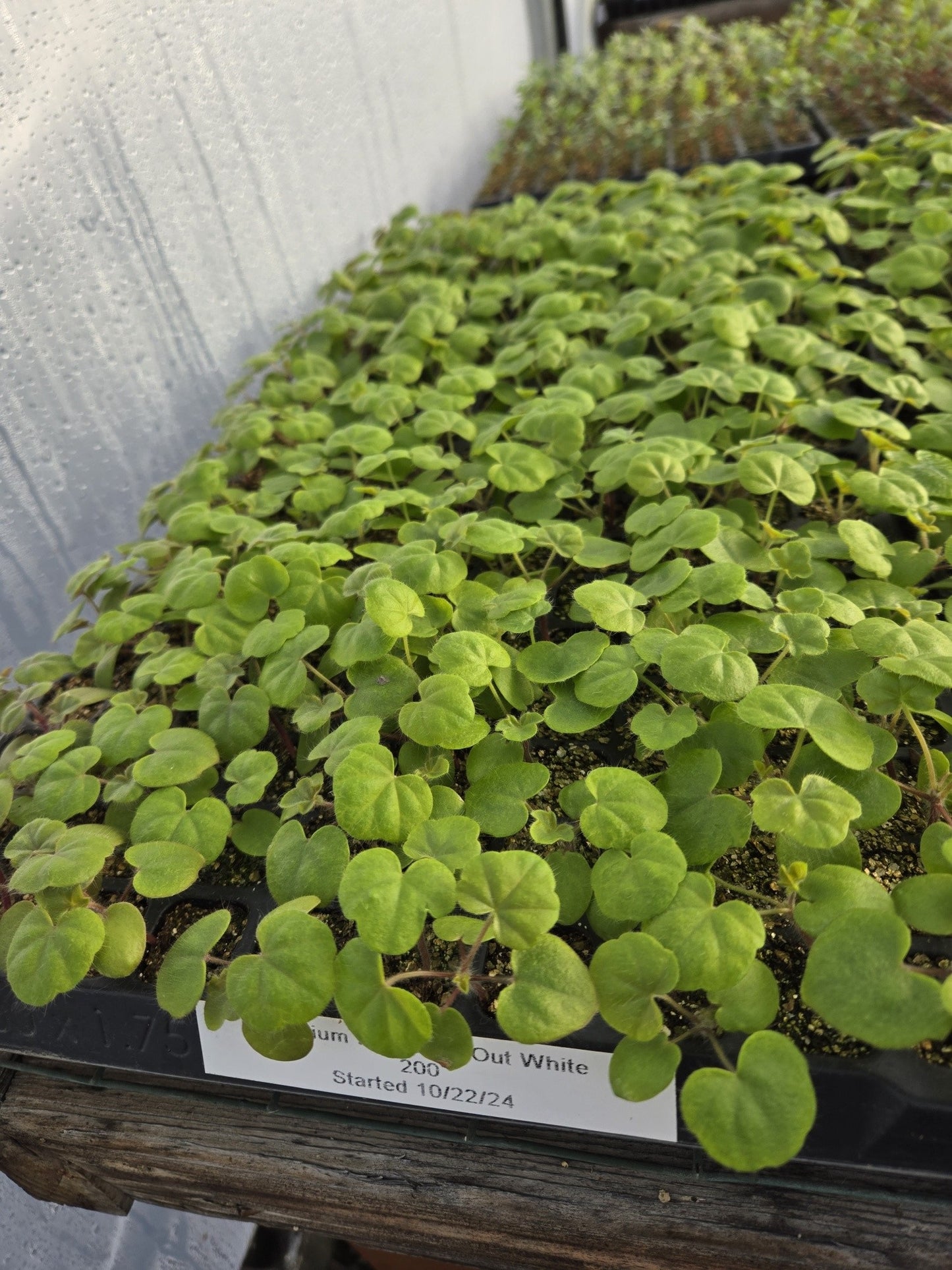 Ivy Geranium Seeds Reach Out White 15 Trailing Geranium Seeds