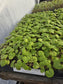 Reach Out White Ivy Geranium Seeds 15 thru 50 Geranium Seeds