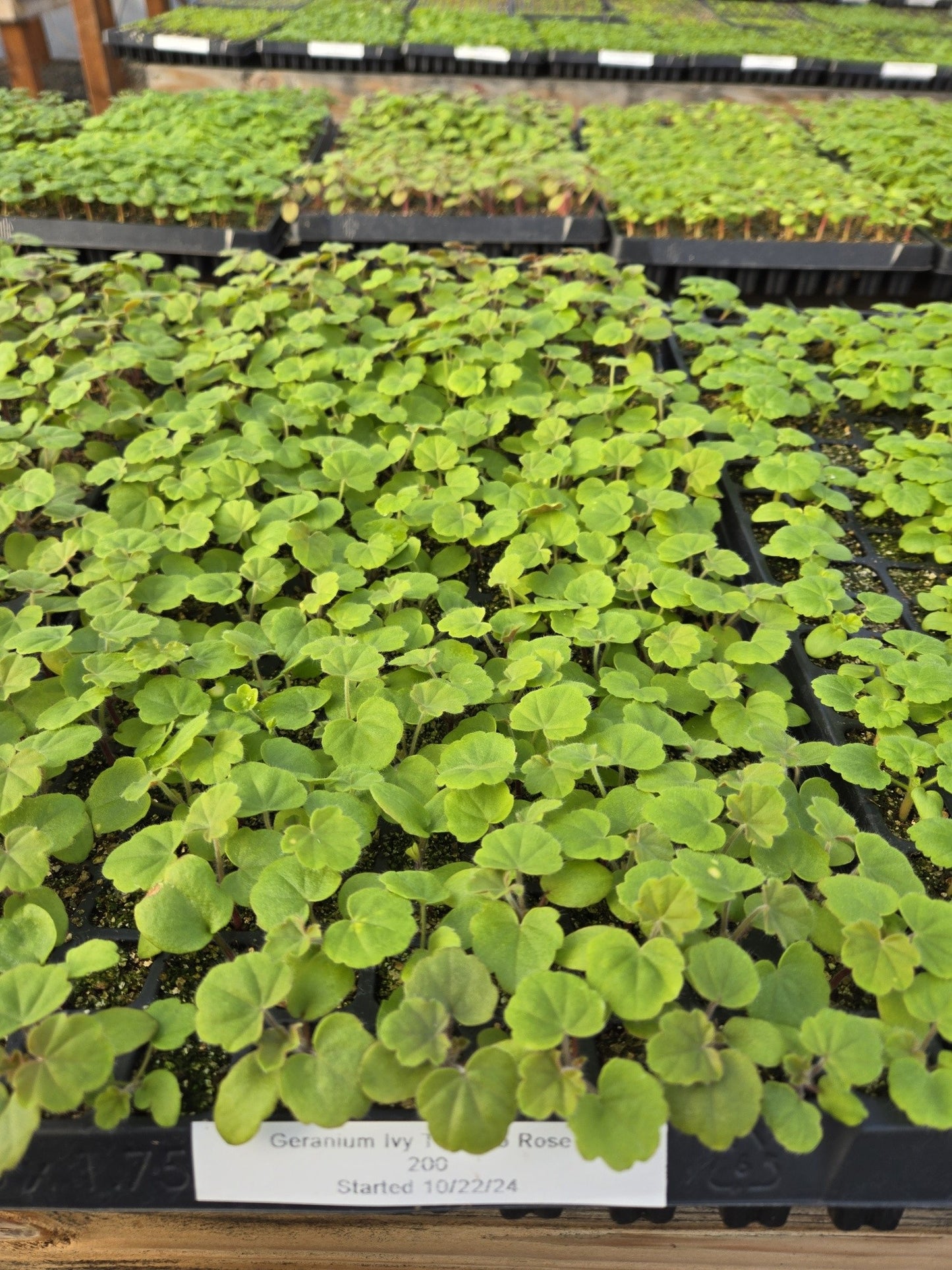 15 Ivy Geranium Seeds Tornado Rose Trailing Geranium