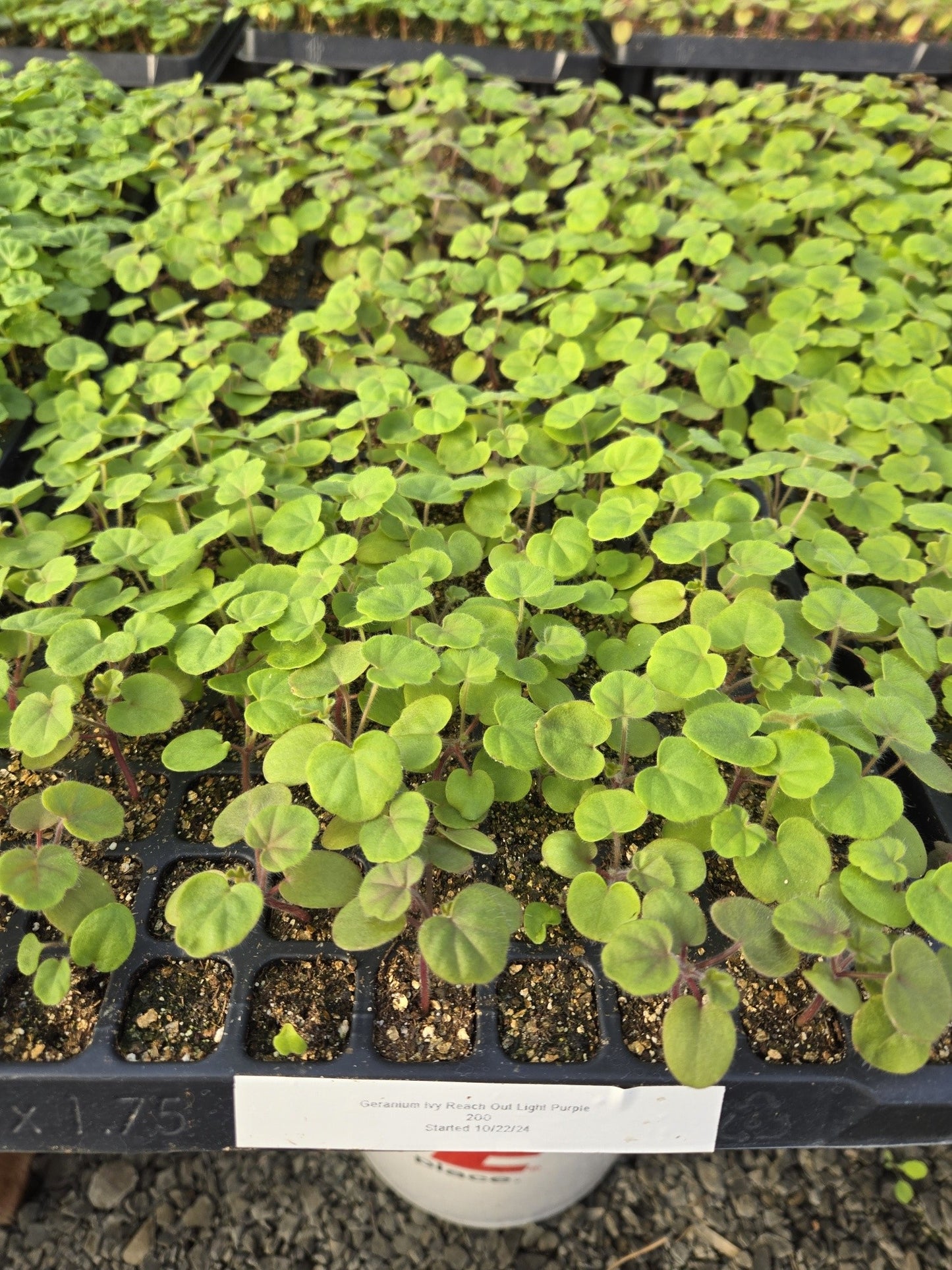 Ivy Geranium Seeds Reach Out Light Purple 15 Trailing Geranium Seeds