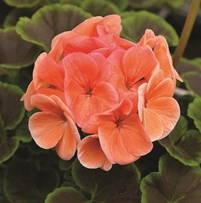 Geranium Seeds Bullseye Salmon 15 Seeds