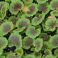 15 Geranium Seeds Cola Purple Pelargonium Seeds