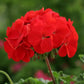 Geranium Seeds Geranium Horizon Red 15 Seeds