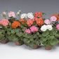 15 Geranium Seeds Pinto Mix Flower Seeds