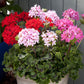 15 Geranium Seed Quantum Mix Geranium Seeds