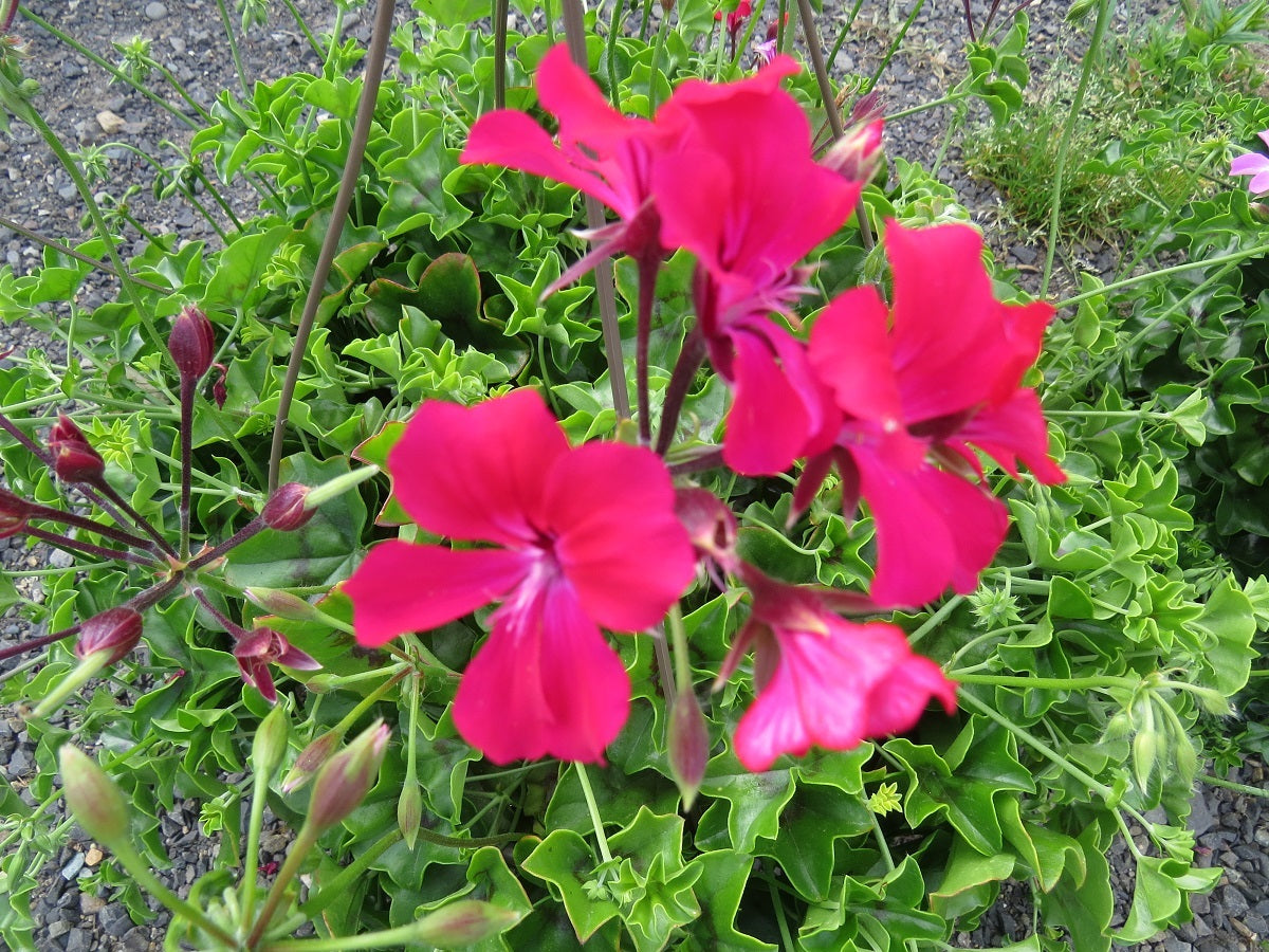 15 Ivy Geranium Seeds Tornado Carmine Trailing Geranium