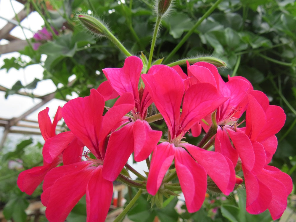 15 Ivy Geranium Seeds Tornado Carmine Trailing Geranium