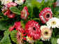 Gerbera Daisy Seeds 15 Seeds Gerbera Sundayz Midi Berries & Cream Dark Eye