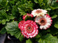 Gerbera Daisy Seeds 15 Seeds Gerbera Sundayz Midi Berries & Cream Dark Eye