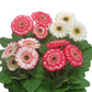 Gerbera Daisy Seeds 15 Seeds Gerbera Sundayz Midi Berries & Cream Dark Eye