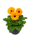 15 Gerbera Seeds FloriLine Maxi Golden Yellow Dark Eye