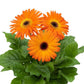 15 Gerbera Seeds FloriLine Maxi Orange Dark Eye