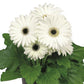 15 Gerbera Seeds FloriLine Maxi White Dark Eye