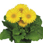 15 Gerbera Seeds FloriLine Maxi Yellow Light Eye