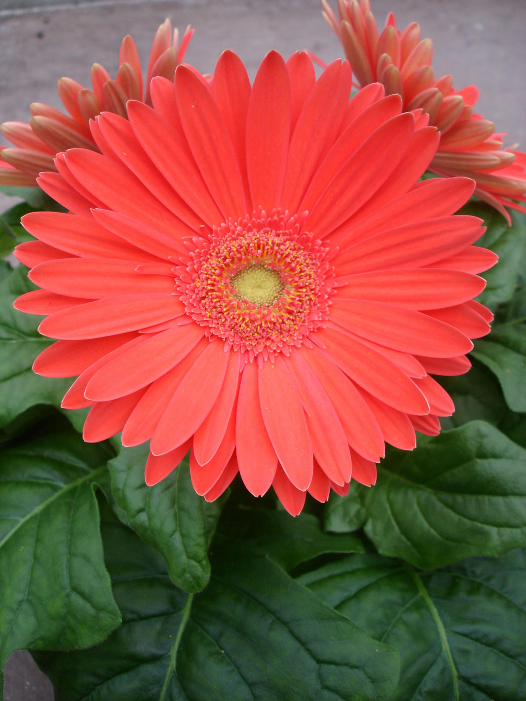 Gerbera Seeds