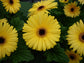 15 Gerbera Seeds Revolution™ Golden Yellow Dark Eye Gerbera Daisy Seeds