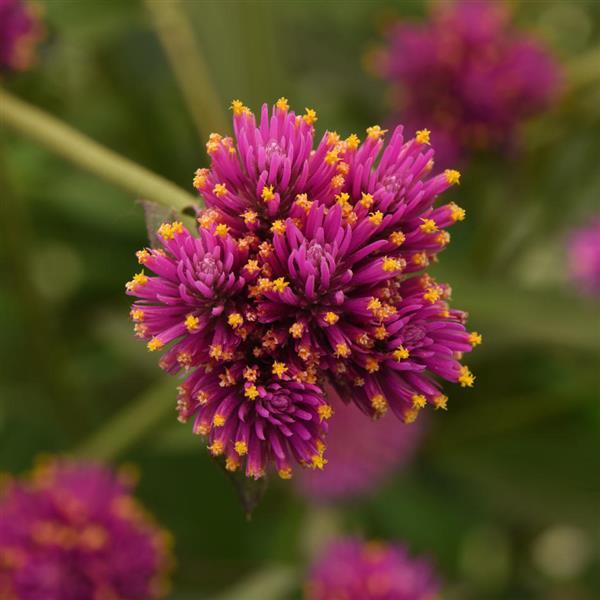 25 Gomphrena Fireworks Seeds Gomphrena Seeds Cut Flowers