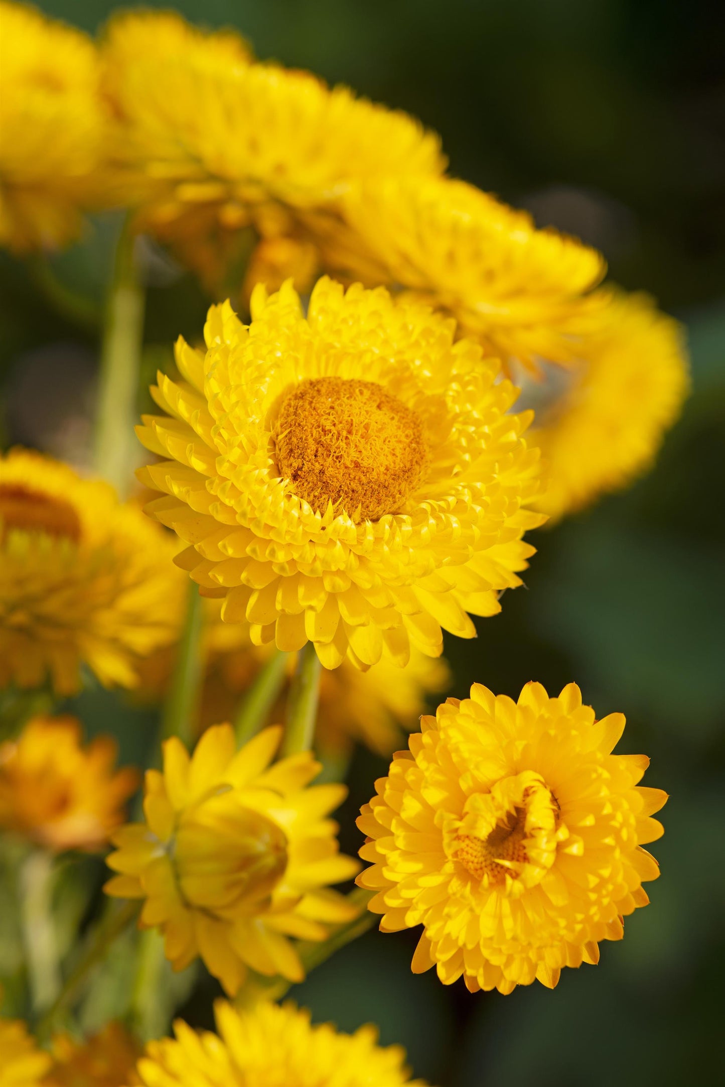 100 Strawflower Seeds Helichrysum King Size Golden