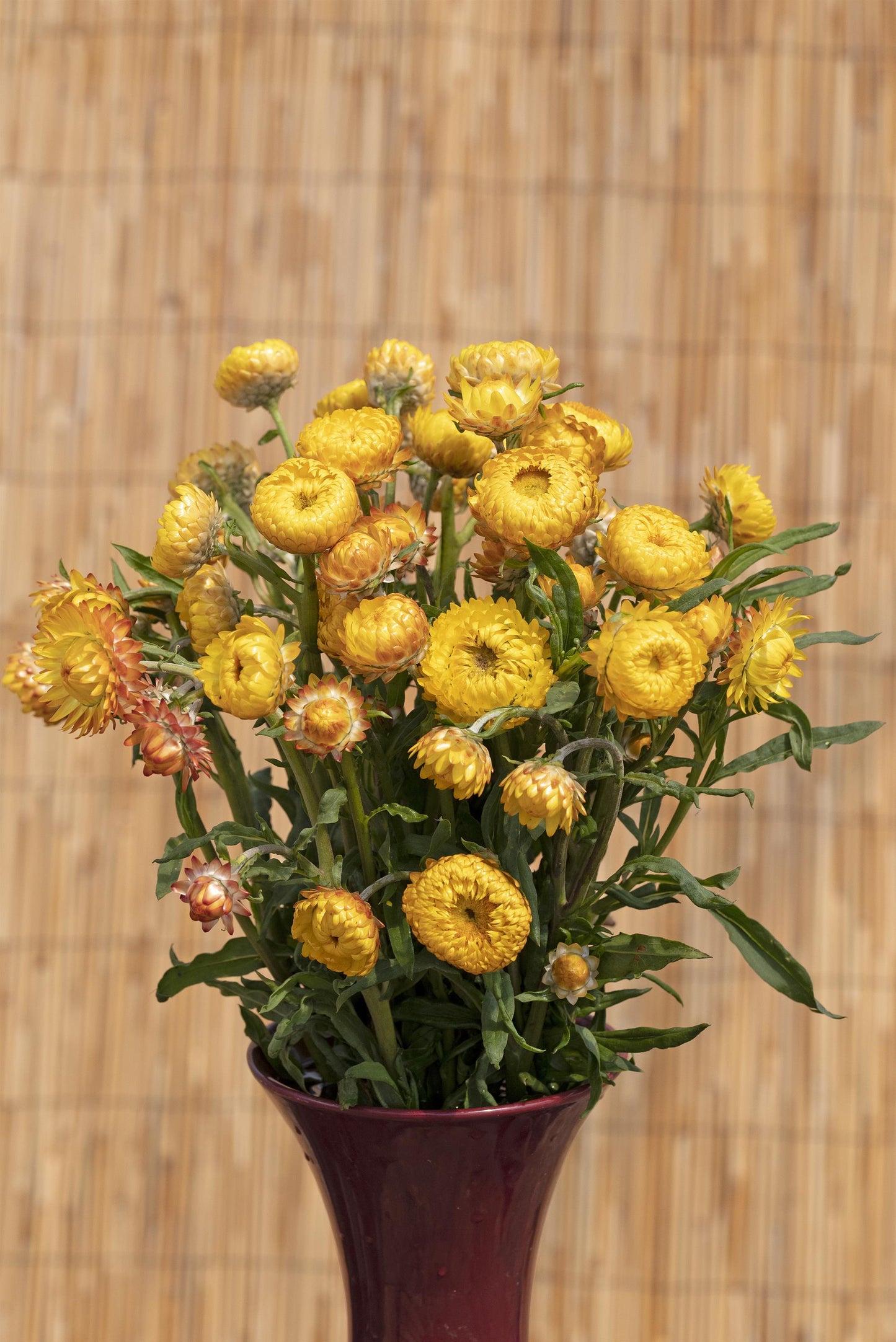 100 Strawflower Seeds Helichrysum King Size Golden