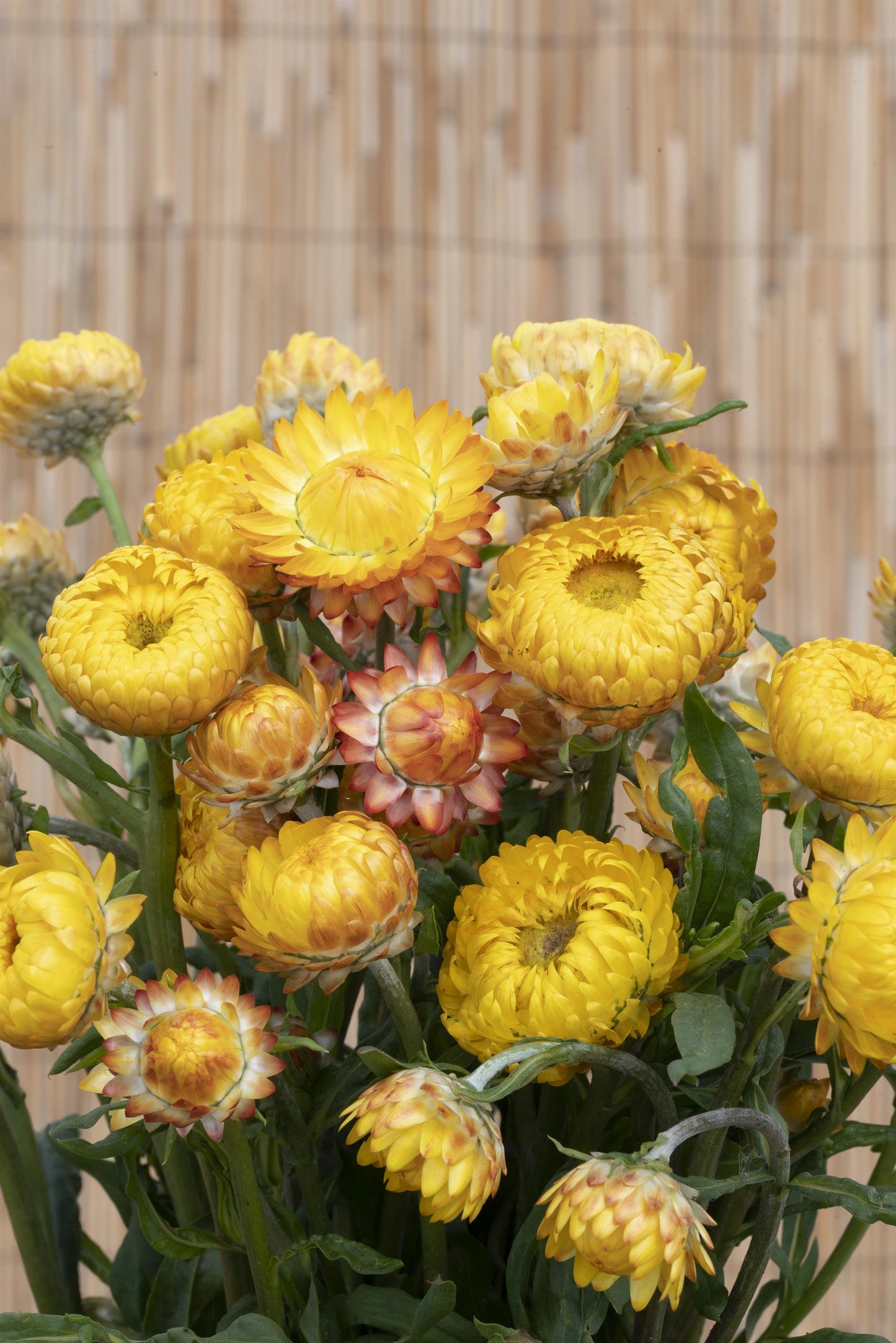 100 Strawflower Seeds Helichrysum King Size Golden