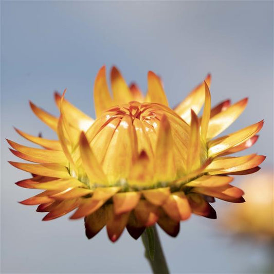 100 Strawflower Seeds Helichrysum King Size Orange