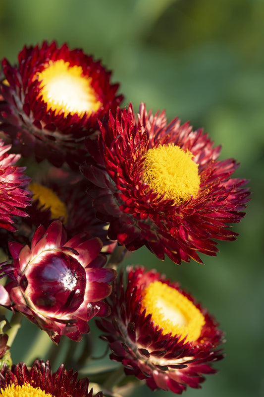 100 Strawflower Seeds Helichrysum King Size Red