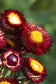 100 Strawflower Seeds Helichrysum King Size Red