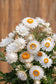 100 Strawflower Seeds Helichrysum King Size Silvery White