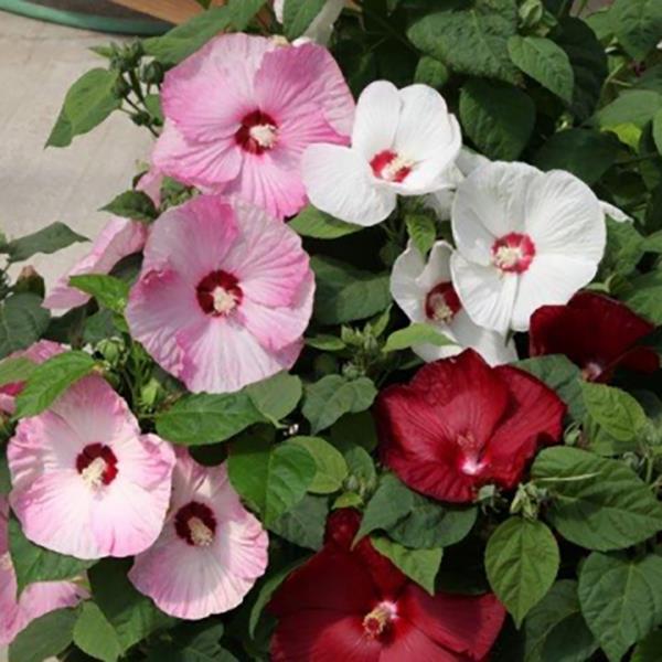 Hibiscus Seeds Honeymoon Formula Mix 50 Perennial Seeds