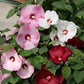 Honeymoon Formula Mix Hibiscus Seeds 15 Perennial Seeds