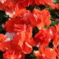 50 Semi Double Impatiens Seeds Athena Orange Flash Walleriana