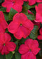 50 Impatiens Seeds Beacon Lipstick Walleriana Flower Seeds