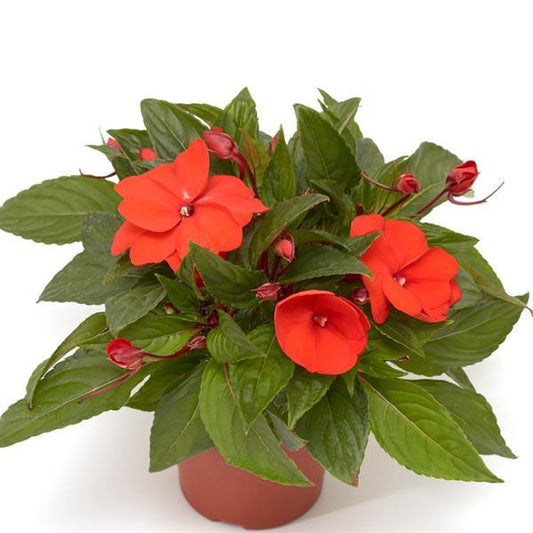 25 Impatiens Seeds New Guinea Florific Orange Flower Seeds