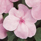 50 Impatiens Seeds Super Elfin XP Pink Flower Seeds