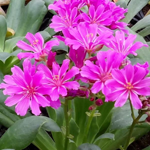 Lewisia cotyledon | Elise Ultra Violet | Succulent Seeds