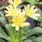 25 Lewisia Seeds Lewisia Elise Golden Yellow Succulent Seeds