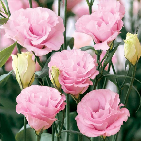 Lisianthus Seeds Advantage Pink 25 Pelleted Seeds Flower Seeds