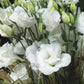 Cut Flower Seeds Lisianthus Seeds Arena 3 Mont Blanc 25 Pelleted Seeds