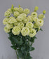 Cut Flower Seeds Lisianthus Seeds Arosa Green 25 Pelleted Seeds