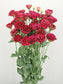 Cut Flower Seeds Lisianthus Seeds Arosa Red 25 Pelleted Seeds