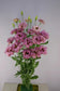 Lisianthus Seeds Celeb 2 Wine Cut Flower Seeds 25 Pelleted Seeds